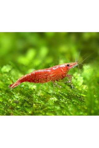 Kiraz Karides ( Neocardina Davidii ) 2 Adet