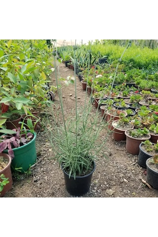 Büyük Boy Gerçek Lavanta Fidanı Saksıda N11.2528