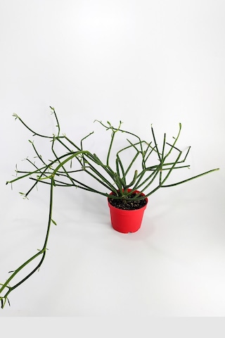 Euphorbia Tirucalli Kalem Kaktüs Özel Tür Nadide Kaktus Tekli