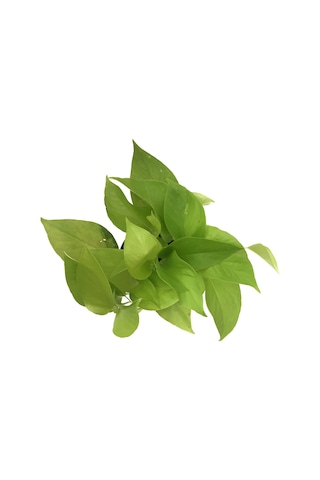 Epipremnum Aureum 'Neon' (Salon Sarmaşığı) Ø12 CM Y15-20 CM
