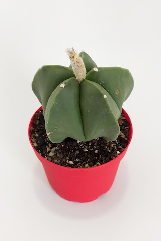 Astrophytum Myriostigma Quadricostatum Nadide Tür Nadir Özel