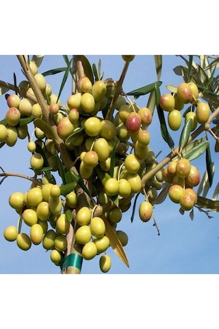 3 Yaş Bol Meyveli Tüplü Arbequina Bodur İspanyol Zeytin Fidanı 150-180 Cm
