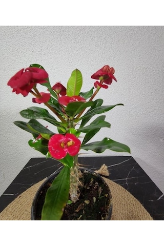 Efhorbia-dikenler Tacı Çiçeği Fidanı Kırmızı 10-20 Cm