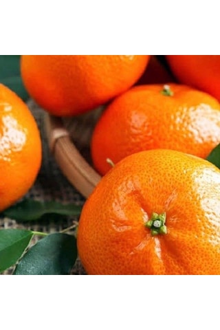 Çekirdeksiz Bodrum Mandalinası Fidanı Tüplü