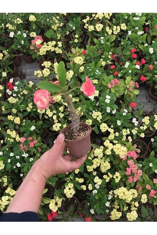 Videolu Dikenler Tacı Çiçekli Ithal Tayland Milli 20 40 Cm Saksılı Kaktüs Euphorbia
