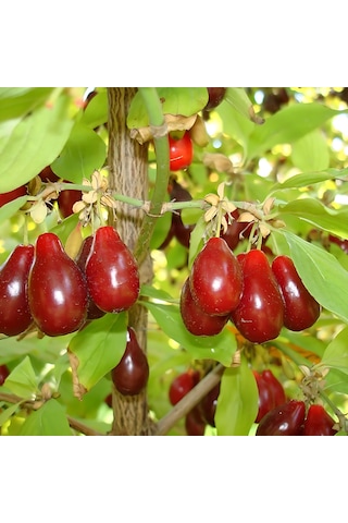 Kızılcık Fidanı 50-80 Cm Tüplü
