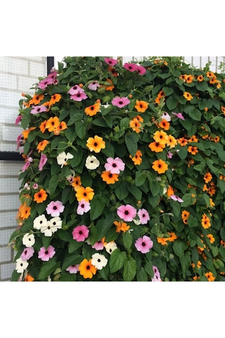 Karagözlü Suzan Sarmaşığı Tohumu Thunbergia Karagözlü Suzan Sarmaşığı 5 Tohum