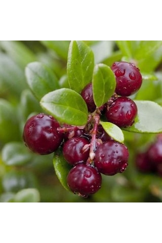 1-2 Yaşında Turna Yemişi Cranberry Fidanı Saksıda Dikime Hazır