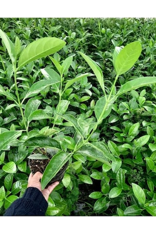Videolu Dış Mekan 1 Adet Çit Bitkisi Fidanı 50-80cm Saksılı Viburnum Tinus Lucidum