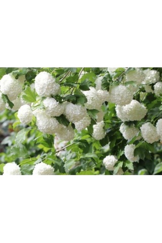 Çınar Kartopu Çiçeği Fidanı 60 Cm