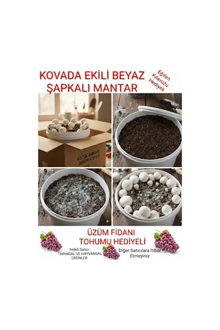 Kovada Beyaz Şapkalı Kültür Mantarı Ekili Deneme Kiti