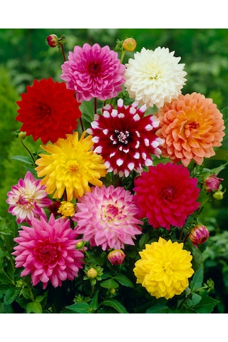 54 Adet Bodur Yıldız Dahlia Çiçeği Yumrusu Karışık12 Renk .yumru Boyu 9 Cm . Yeni Mahsul.çiçekli Boyu 45 Cm.