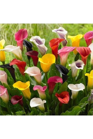 Camtohum Nadir Calla Lily Tohumu Ekim Seti 10 Tohum +Saksı+Toprak+^Hediye