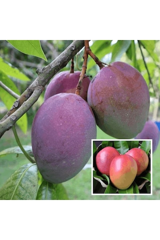 Aşılı Tommy Atkins Mango Fidanı - 2 Yaş - Tüplü 60-70 Cm - Kıpkırmızı Meyveli Dayanıklı Çeşit Hemen Dikime Hazır