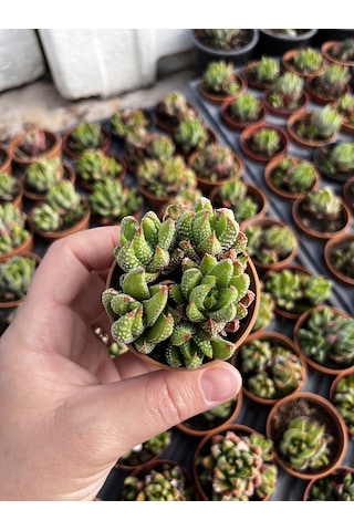 Haworthia Mini Bodur Tür 1 Adet