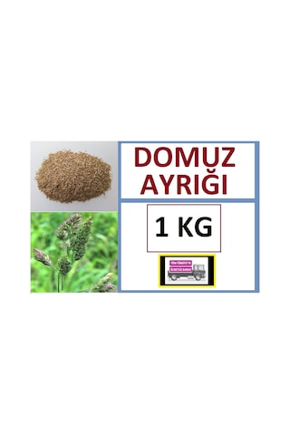 Domuz Ayrığı Tohumu 1 KG Ayrık Otu Tohumu Dactylis Glomerata