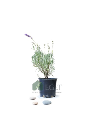 Saksıda Organik Lavanta Lavandula Angustifolia