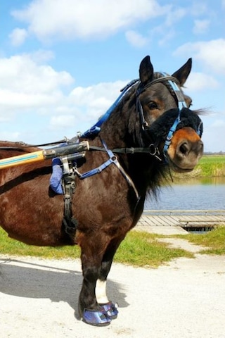 Cavallo Hoof Boots F.r.a. Clb Bling Hoof Botları Çift Minyatür At Ve Midilliler Için At Koşu Ekipmanları