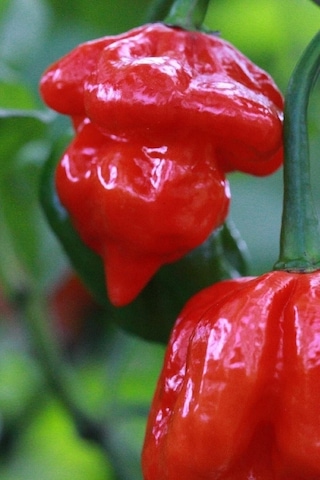 Tohum Dünyam Dünyanın En Acısı Trinidad Scorpion Biber Tohumu / 10+ Adet Tohum