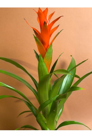 Guzmania 46 Cm Kırmızı Gösterişli Çiçekli Form