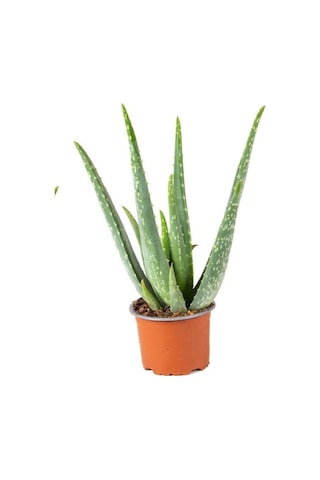 Dolgun Formlu Aloevera 1 Adet Saksılı 13 Cm Saksıda 25-30 Cm Arasında