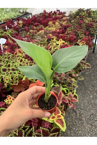 Mini Saksıda Starliçe Cennet Kuşu Çiçeği 5 15 Cm 1 Adet Salon Bitkisi Strelitzia Nicolai