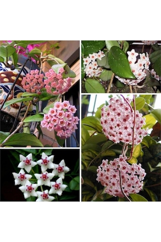 Mum Çiçeği Fidesi Hoya Carnosa Kokulu 9cm Saksıda 2 Adet