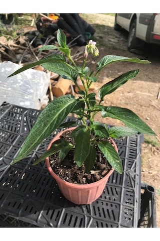 Saksılı Mini Boy Pepino Fidanı Fidesi 10-20 Cm