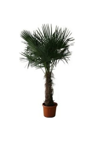 Washingtonia Robusta Palmiye Ağacı Tohumu 3 Adet Tohum