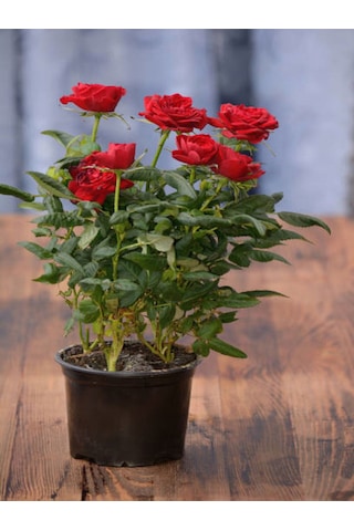 Videolu Yediveren Kırmızı Renkli 40 60 Cm 1 Adet Saksılı Aşılı Gül Fidesi Red Rose