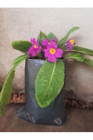 2 adet Canlı Çuha Çiçeği Primula - 5-15 Cm Boyunda, Dikime Hazı