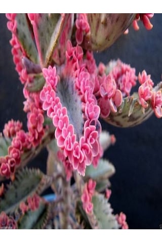 Videolu 1 Adet Pembe Aşkın Gözyaşı Çiçeği 5-15 Cm Saksılı Çiçekli Bodur Bitki Butterflies Kalanchoe