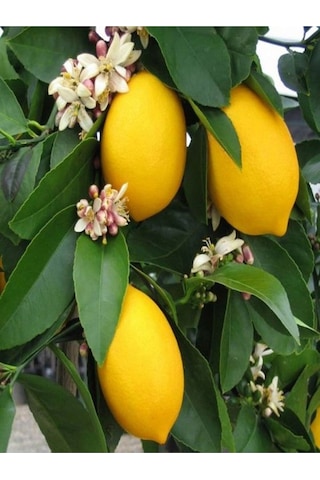 Mis Kokulu 1 Adet Yediveren Limon Fidanı 80-100cm Saksılı Lemon Sapling