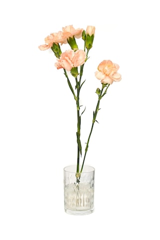 Flora Design- Minimal Şeffaf Yaprak Kesme Cam Vazo Şeffaf