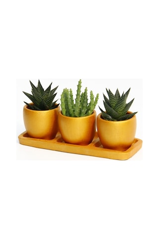 Trio Orange Sukulent Seti - Haworthia. Huernia