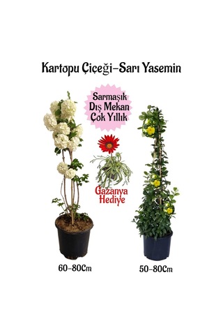 Kartopu Çiçeği 1 Adet+sarı Yasemin 1 Adet+kırmızı Gazanya Saksılı Bahçe Seti
