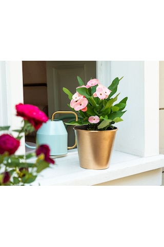 Madame Coco Dior Varaklı Saksı 1.5 Lt 1ksaks016115x15x13cm-gold