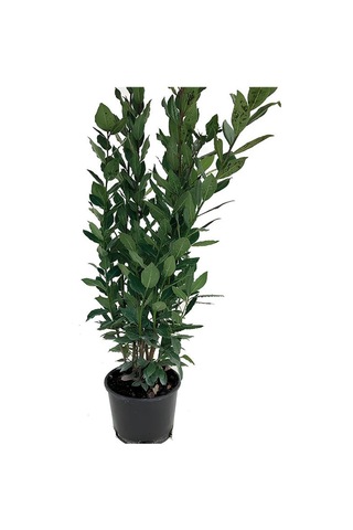 Yaprağı Kokulu Defne Fidanı 1 Adet Saksılı/tüplü Laurus Nobilis
