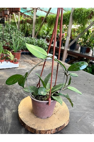Hoya Mum Çiçeği Sarmaşık