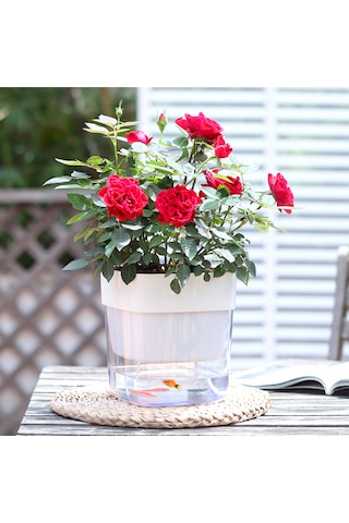Kendinden Sulamalı Şeffaf Hazneli Kare Akıllı Saksı 16 X 17.5 X 16 Cm