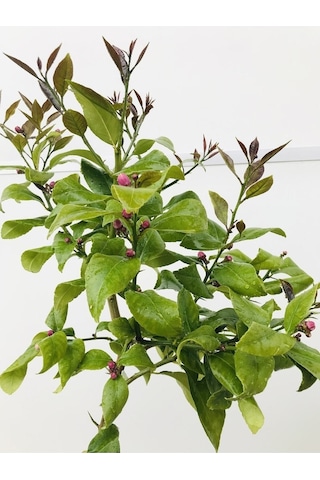 Limon Fidanı Çiçekli Aşılı Fidan Yediveren Limon Fidanı