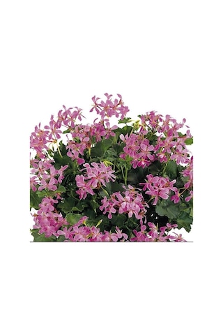 Ville De Paris Lilac Sarkan Sakız Sardunya Fidesi 1 Adet