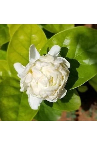 Katmerli Full Çiçeği Büyük Boy Saksıda
