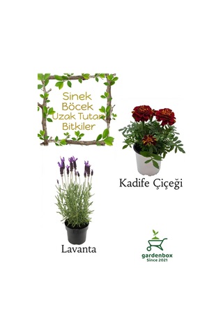 Kokulu Sinek Böcek Kovucu Bitki Seti Lavanta+kadife Çiçeği 10-20cm Boylarında
