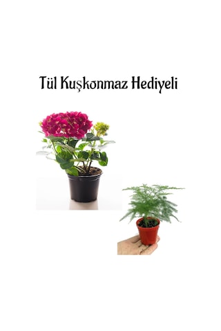 Sevgililer Gününe Özel Fuşya Renk Ortanca Çiçeği Tül Kuşkonmaz Hediyeli