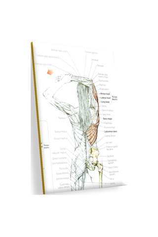 Cakasepetim Kadın Anatomisi Kas Haritası Ahşap Mdf Tablo