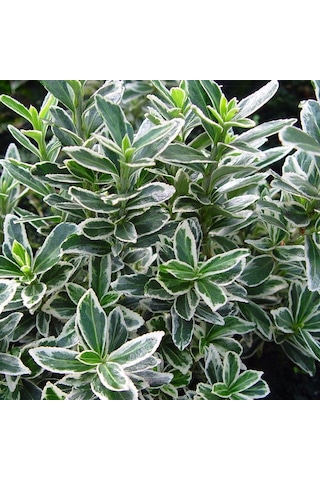 10 Adet Gümüş Taflan. Saksıda. Euonymus Japonicus Silver King
