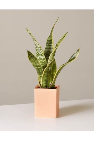 Çok Avantajlı Sansevieria Laurentii Superba Bodur Paşa Kılıcı Kılıç Çiçeği