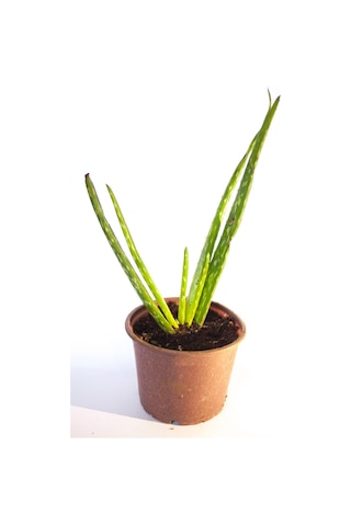 Aloe Vera Bitkisi Sarısabır Cilt Için Uygun Jel Aleovera 8 Cm Orta Boy Saksıda