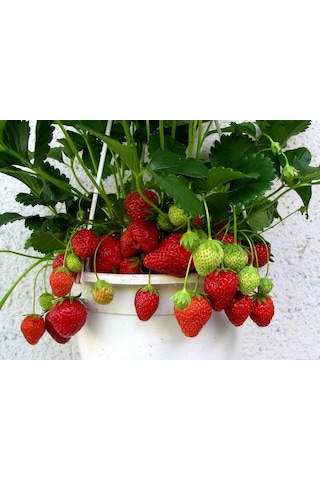 AGRodal Tarım Ata Tohumu Yerli Çilek Tohumu 100 Adet Tohum